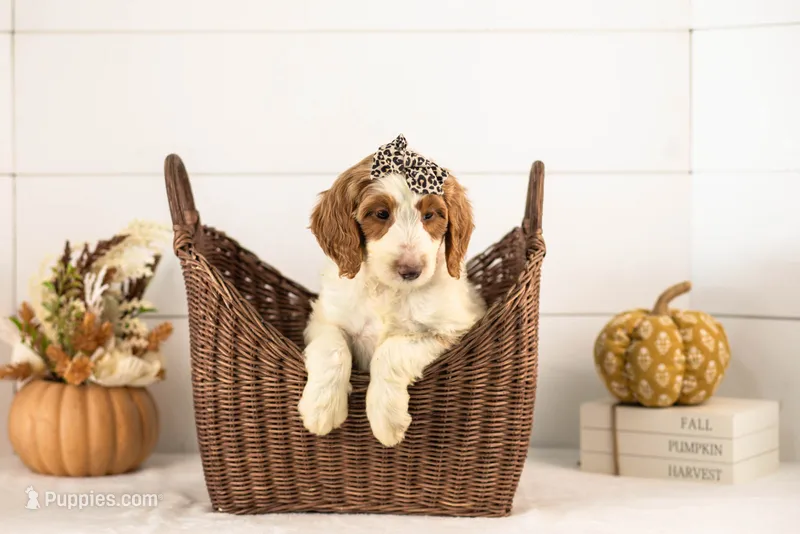 Pamir - Medium – Goldendoodle puppy for sale in Goshen, IN