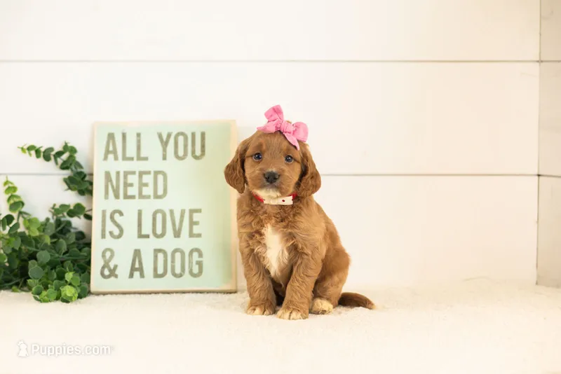 Ember - Medium – Goldendoodle puppy for sale in Goshen, IN
