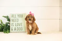 Ember - Medium, a female Goldendoodle for sale in Goshen, IN – 1 of 3