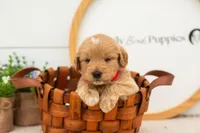 Emilia - Medium, a female Goldendoodle for sale in Goshen, IN – 2 of 6