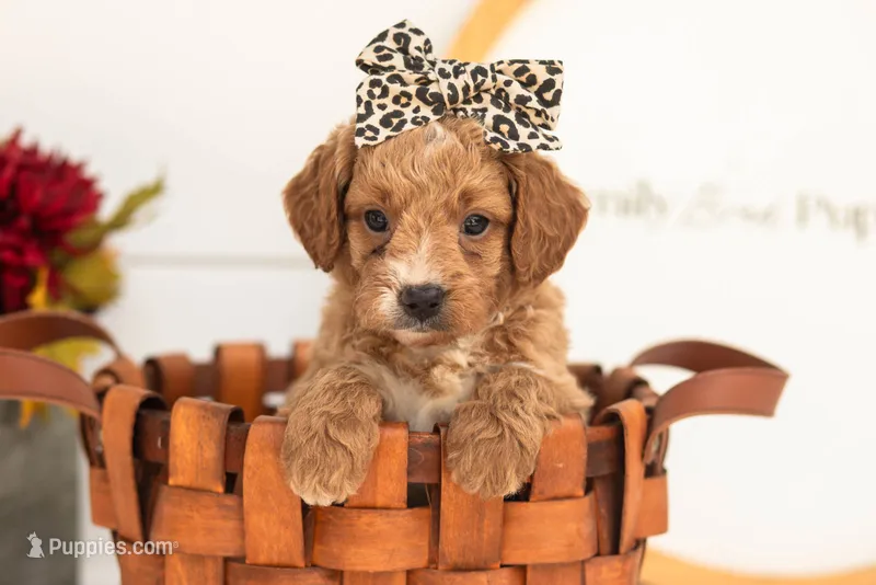 Katiedid - Mini – Goldendoodle puppy for sale in Goshen, IN