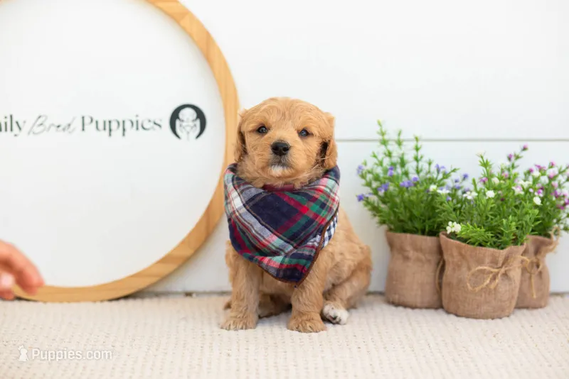 Marty -  Medium – Goldendoodle puppy for sale in Goshen, IN