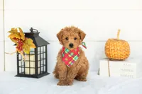 Bumble - Mini, a male Goldendoodle for sale in Goshen, IN – 3 of 9