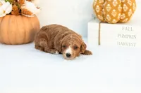Ally - Mini, a female Goldendoodle for sale in Goshen, IN – 3 of 3