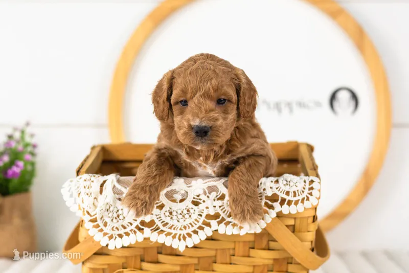Levi - Medium – Goldendoodle puppy for sale in Goshen, IN