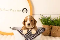 Lindsey - Medium, a female Goldendoodle for sale in Goshen, IN – 3 of 3