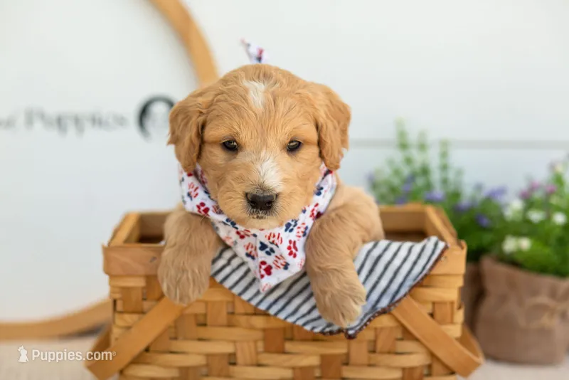 Sonny - Medium – Goldendoodle puppy for sale in Goshen, IN