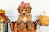 Mantis - Mini, a female Goldendoodle for sale in Goshen, IN – 5 of 9