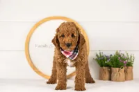 Glacier - mini, a male Miniature Goldendoodle for sale in Goshen, IN – 2 of 10