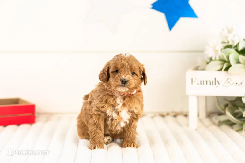 Cobalt - Micro – Goldendoodle puppy for sale in Goshen, IN