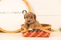 Ophelia - Medium, a female Goldendoodle for sale in Goshen, IN – 4 of 4