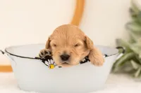 Emry - Medium, a male Goldendoodle for sale in Goshen, IN – 3 of 3