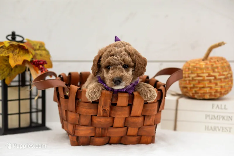 Fuji - Micro – Goldendoodle puppy for sale in Goshen, IN