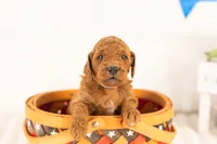 Zion - mini, a male Miniature Goldendoodle for sale in Goshen, IN – 3 of 3
