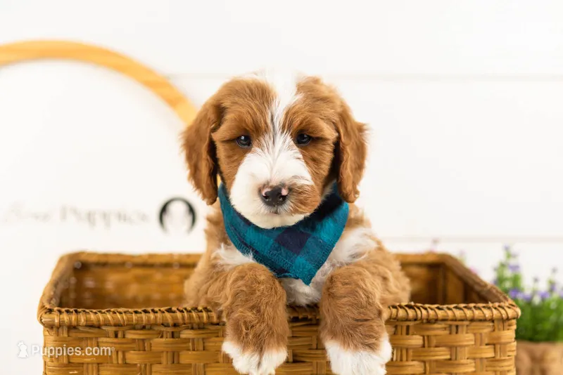 Horatio - Mini – Miniature Goldendoodle puppy for sale in Goshen, IN