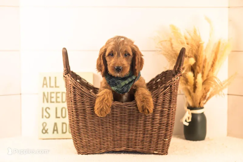 Oscar - Medium – Goldendoodle puppy for sale in Goshen, IN