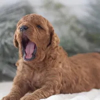 Ava - Micro, a female Goldendoodle for sale in Goshen, IN – Photo 9 of 10