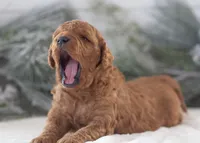 Ava - Micro, a female Goldendoodle for sale in Goshen, IN – Photo 9 of 10