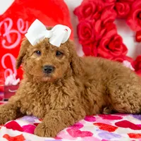 Ava - Micro, a female Goldendoodle for sale in Goshen, IN – Photo 2 of 10