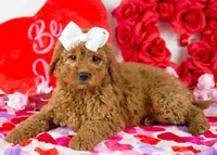 Ava - Micro, a female Goldendoodle for sale in Goshen, IN – Photo 2 of 10