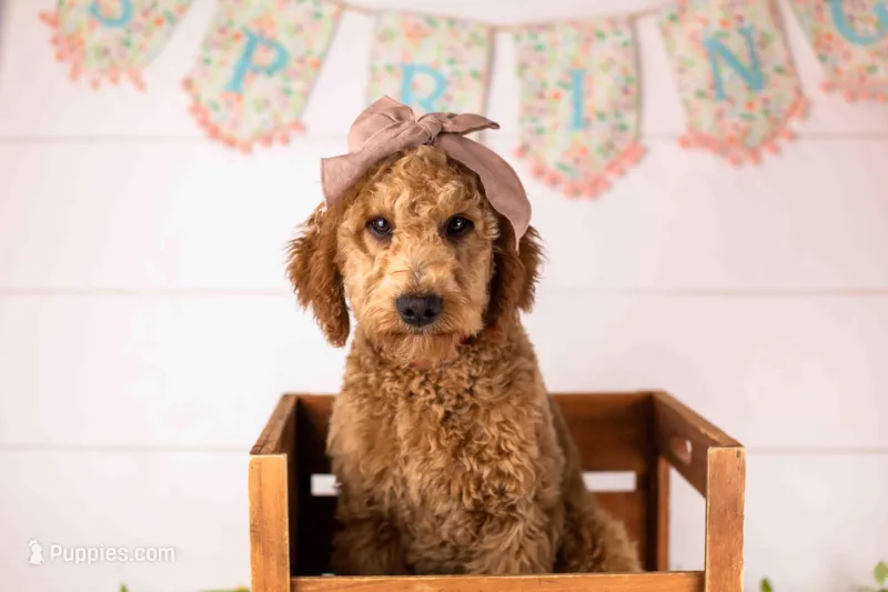 Ava - Micro – Goldendoodle puppy for sale in Goshen, IN