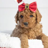 Ava - Micro, a female Goldendoodle for sale in Goshen, IN – Photo 4 of 10