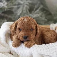 Ava - Micro, a female Goldendoodle for sale in Goshen, IN – Photo 8 of 10