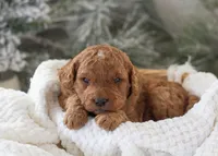 Ava - Micro, a female Goldendoodle for sale in Goshen, IN – Photo 8 of 10