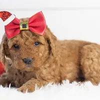 Ava - Micro, a female Goldendoodle for sale in Goshen, IN – Photo 6 of 10