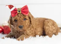 Ava - Micro, a female Goldendoodle for sale in Goshen, IN – Photo 6 of 10