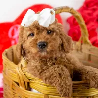 Ava - Micro, a female Goldendoodle for sale in Goshen, IN – Photo 1 of 10