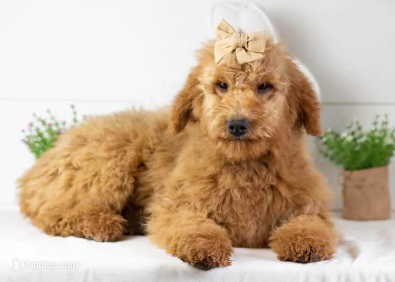 Ava - Micro – Goldendoodle puppy for sale in Goshen, IN