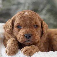 Ava - Micro, a female Goldendoodle for sale in Goshen, IN – Photo 7 of 10