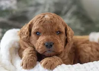 Ava - Micro, a female Goldendoodle for sale in Goshen, IN – Photo 7 of 10