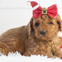 Ava - Micro, a female Goldendoodle for sale in Goshen, IN – Photo 5 of 10