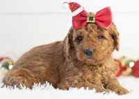Ava - Micro, a female Goldendoodle for sale in Goshen, IN – Photo 5 of 10