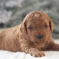 Ava - Micro, a female Goldendoodle for sale in Goshen, IN – Photo 10 of 10