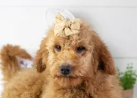 Ava - Micro, a female Goldendoodle for sale in Goshen, IN – Photo 2 of 10