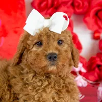 Ava - Micro, a female Goldendoodle for sale in Goshen, IN – Photo 3 of 10