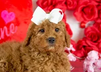 Ava - Micro, a female Goldendoodle for sale in Goshen, IN – Photo 3 of 10