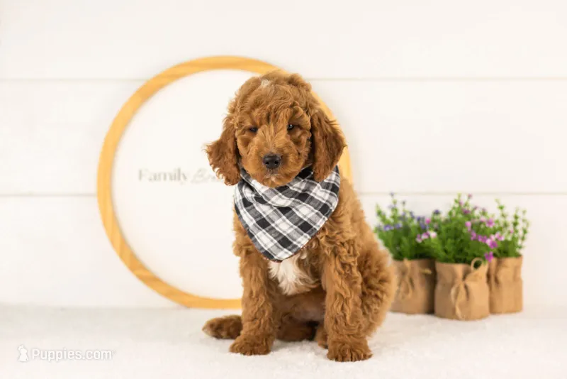 Denali - Mini – Miniature Goldendoodle puppy for sale in Goshen, IN