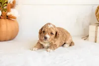 Noodle - Micro, a male Goldendoodle for sale in Goshen, IN – 2 of 4