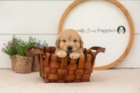 Emry - Medium, a male Goldendoodle for sale in Goshen, IN – 4 of 8