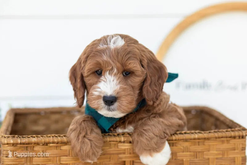 Gouda - Micro – Goldendoodle puppy for sale in Goshen, IN