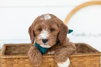 Gouda - Micro, a male Goldendoodle for sale in Goshen, IN – 1 of 10