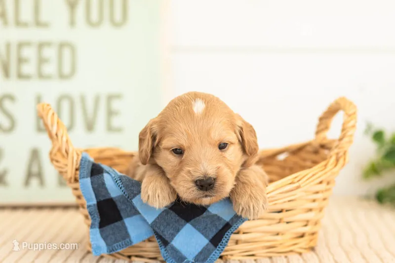 Amber - Mini – Miniature Goldendoodle puppy for sale in Goshen, IN