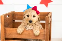 Isobel - Mini, a female Miniature Goldendoodle for sale in Goshen, IN – 2 of 3