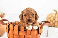 Alder - Mini, a male Goldendoodle for sale in Goshen, IN – 3 of 3