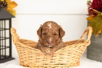 Juliet - Micro, a female Goldendoodle for sale in Goshen, IN – 1 of 4