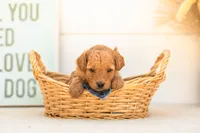 Mantis - Mini, a female Goldendoodle for sale in Goshen, IN – 3 of 4